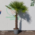 Palma konopná (Trachycarpus fortunei) – výška kmeňa 70–80 cm, celková výška 180–220 cm, kont. C35L/70L